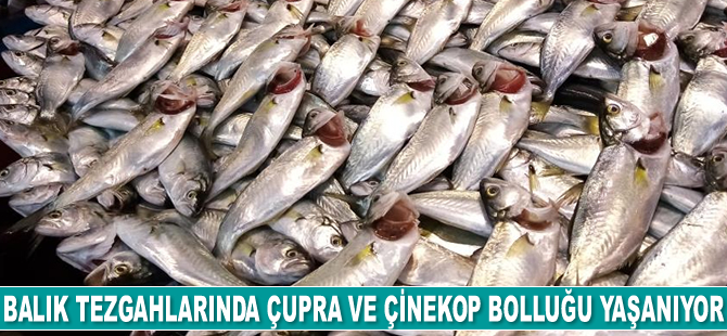Balık tezgahlarında çupra ve çinekop bolluğu yaşanıyor