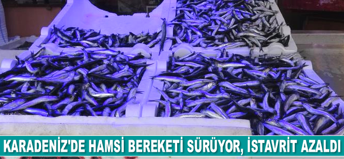 Balıkçılar, son 10 yılın en verimli hamsi sezonunu yaşıyor