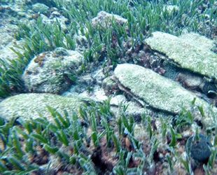 Pinaların popülasyonunun azaldığı ortaya çıktı