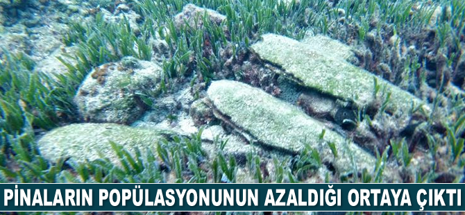 Pinaların popülasyonunun azaldığı ortaya çıktı