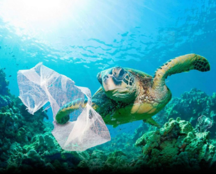 Plastik kirliliği, deniz kaplumbağalarını tehdit ediyor