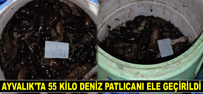 ‘Denize Nefes Operasyonu’nda 55 kilo deniz patlıcanı ele geçirildi