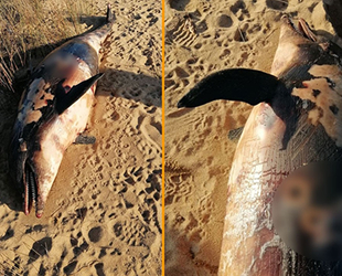 Balıkesir'de tüfekle vurulmuş yunus bulundu