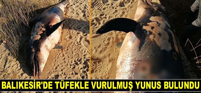 Balıkesir'de tüfekle vurulmuş yunus bulundu