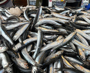 Hamsi azaldı, fiyatı yükselişe geçti