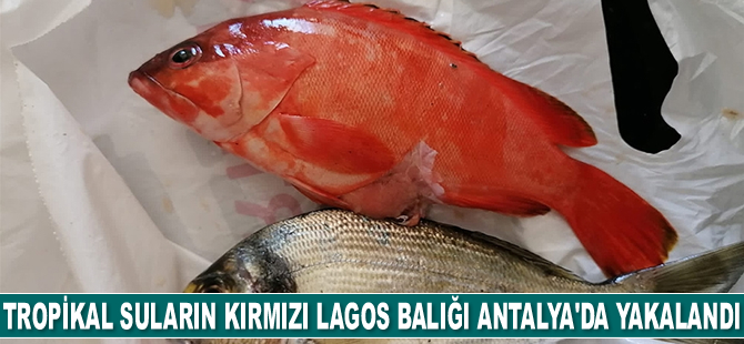Tropikal suların kırmızı lagos balığı Antalya'da yakalandı