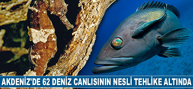Akdeniz'de 62 deniz canlısının neslinin tehlike altında olduğu tespit edildi