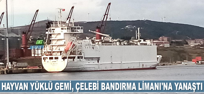 Hayvan yüklü 'Alondra' isimli gemi, Çelebi Bandırma Limanı’na yanaştı