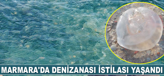 Marmara’yı denizanaları istila etti