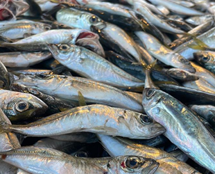 Hamsinin tahtını istavrit aldı