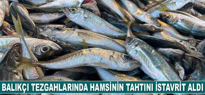 Hamsinin tahtını istavrit aldı