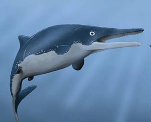 Yunusları ve balinaları tek lokmada yutan bir deniz canlısı türü keşfedildi