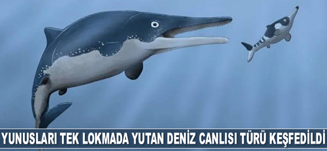Yunusları ve balinaları tek lokmada yutan bir deniz canlısı türü keşfedildi