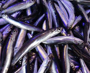 Karadeniz'de bu yıl hamsi erken tükendi