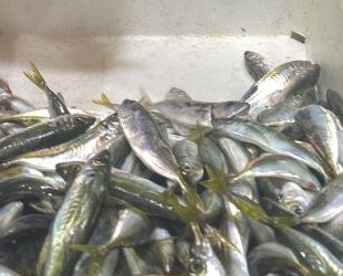 Hamsi ve palamudun yerini istavrit aldı