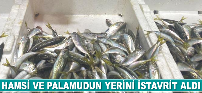 Hamsi ve palamudun yerini istavrit aldı