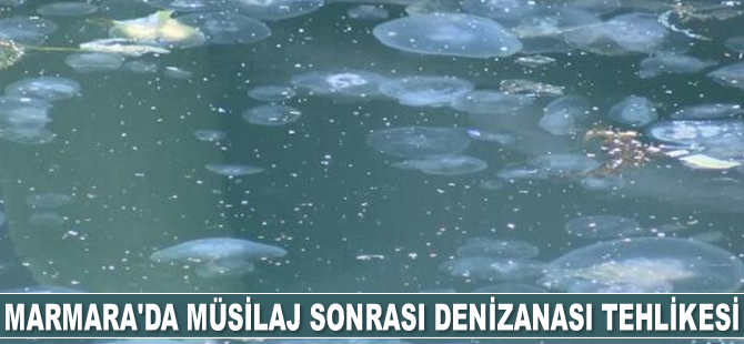 Marmara'da müsilaj sonrası denizanası tehlikesi baş gösterdi
