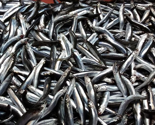 Hamsi, son yılların en yüksek fiyatını gördü