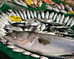 Balıkçı tezgahlarında kofana bolluğu yaşanıyor