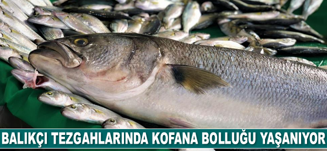 Balıkçı tezgahlarında kofana bolluğu yaşanıyor