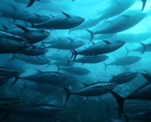 Güney Koreliler, Ege orkinosunu sevdi