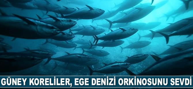 Güney Koreliler, Ege orkinosunu sevdi