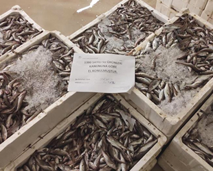 Gürpınar Su ürünleri Hali'nde 2.5 ton balığa el konuldu