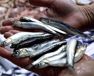 Hamsi, bu sene Karadeniz’e çok erken veda etti