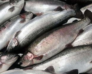 Türk somonu, Malatya’dan Avrupa’ya ihraç ediliyor