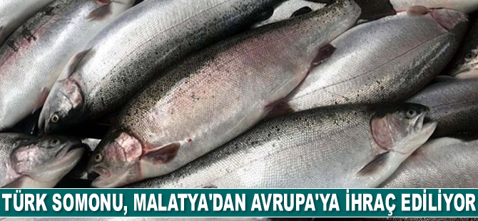 Türk somonu, Malatya’dan Avrupa’ya ihraç ediliyor