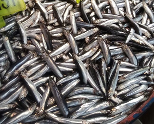 Balıkçı tezgahlarında fiyatlar yükseldi