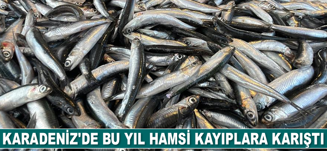 Karadeniz’de bu yıl hamsi kayıplara karıştı