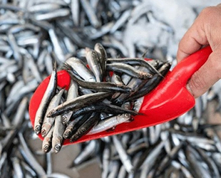 Karadeniz'de hamsi soğuk sulara göç etmeye başladı