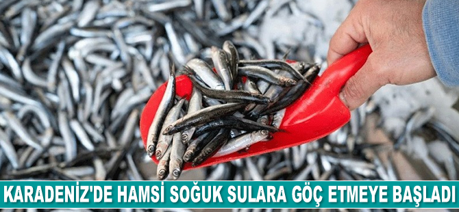 Karadeniz'de hamsi soğuk sulara göç etmeye başladı