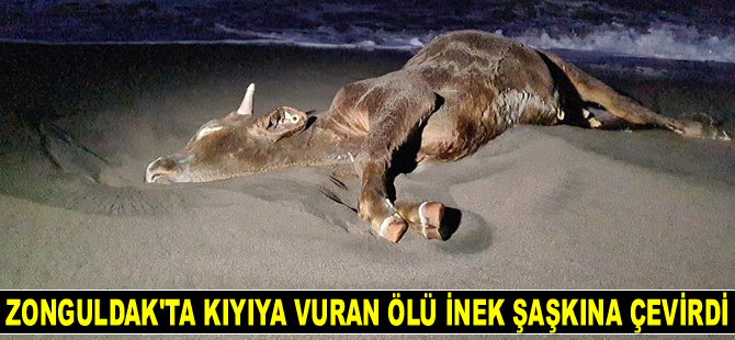 Zonguldak’ta kıyıya vuran ölü inek şaşkına çevirdi