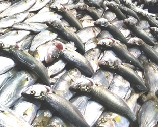 Bandırma Balık Hali’nde çinekop bolluğu yaşanıyor