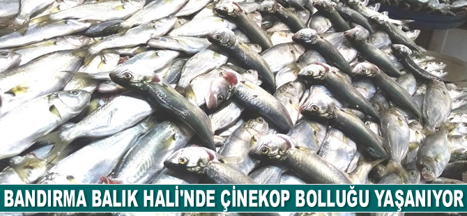 Bandırma Balık Hali’nde çinekop bolluğu yaşanıyor