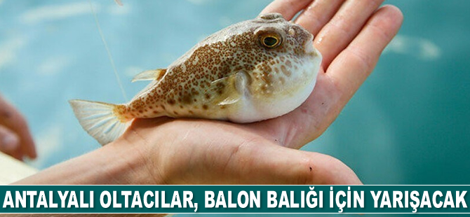 Antalyalı oltacılar, balon balığı için yarışacak