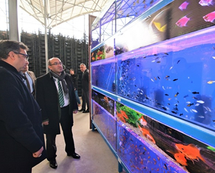 Sandıklı’da jeotermal suyla tropikal türde balık üretimine başlandı