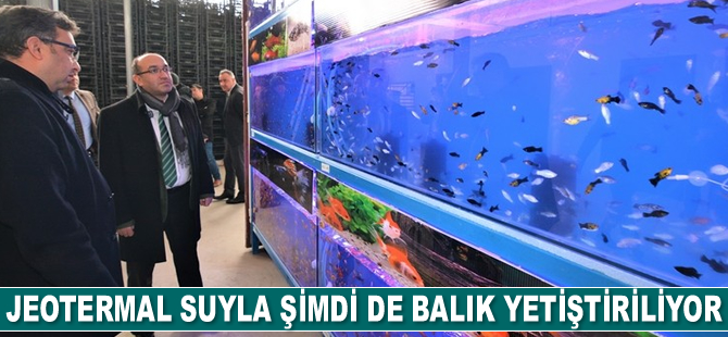 Sandıklı’da jeotermal suyla tropikal türde balık üretimine başlandı