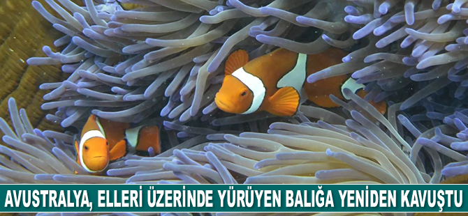 Avustralya, elleri üzerinde yürüyen pembe balığa yeniden kavuştu