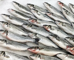 Çiftliklerde yetiştirilen levreklerde ölümcül hastalık türü saptandı