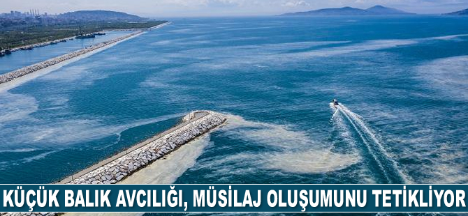 Kirlilik ve küçük balık avcılığı, müsilaj oluşumunu tetikliyor
