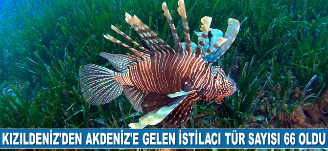 Kızıldeniz'den Akdeniz'e gelen istilacı balık türü sayısı 66 oldu