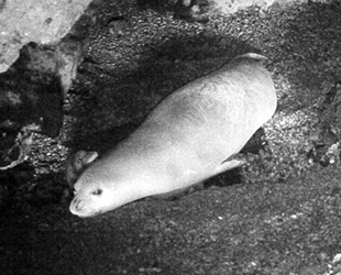 Yeni doğan Akdeniz fokuna isim aranıyor