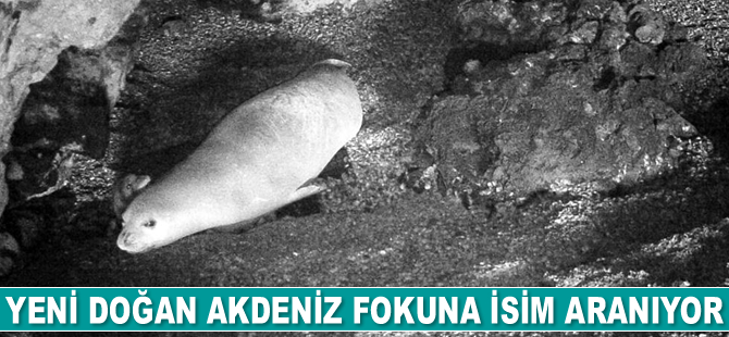 Yeni doğan Akdeniz fokuna isim aranıyor