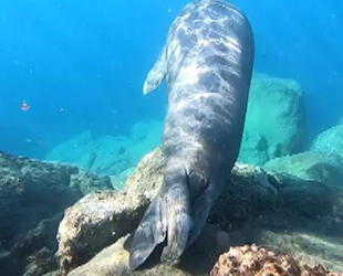 Ölü taklidi yapan Akdeniz foku görenleri şaşkına çevirdi