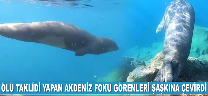 Ölü taklidi yapan Akdeniz foku görenleri şaşkına çevirdi