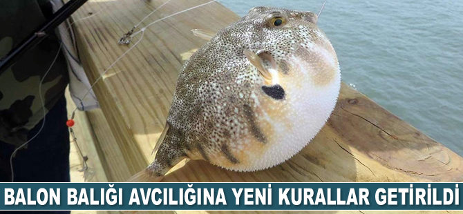 Balon balığı avcılığına yeni kurallar getirildi