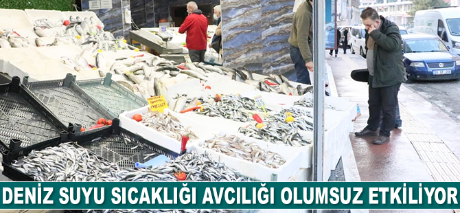 Karadeniz'de düşmeyen deniz suyu sıcaklığı avcılığı olumsuz etkiliyor